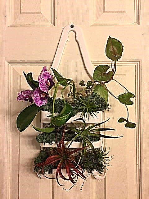 Wat is een douchebak Tuin - Leer hoe u planten in een douchebak kunt houden