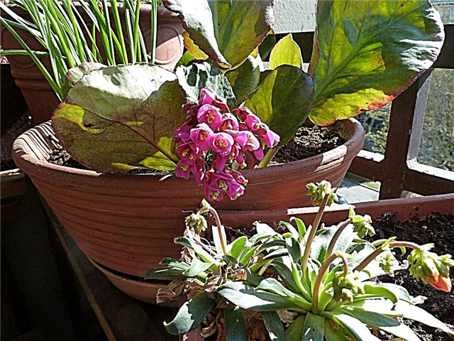 Bergenia cultivé en conteneur: conseils pour le soin des plantes en pot de Bergenia
