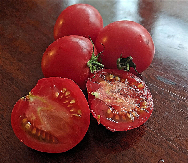 Cuidado do viajante de Arkansas - como cultivar tomates do viajante de Arkansas