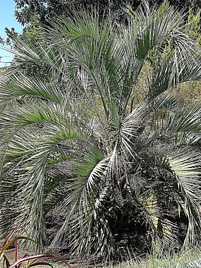 Pindo Palm Hardiness Hardiness - Pindo Palms pode crescer ao ar livre no inverno