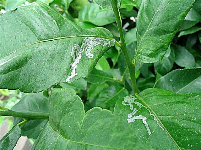 Citrus Leaf Miner Control: Πώς να εντοπίσετε ζημιές Citrus Leaf Miner
