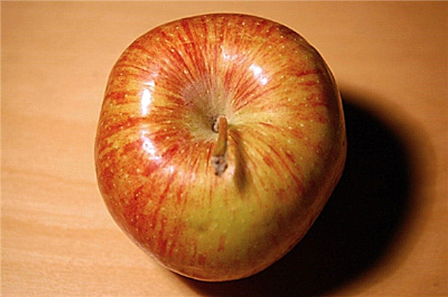 Informations sur les pommes Cameo: Que sont les pommiers camée