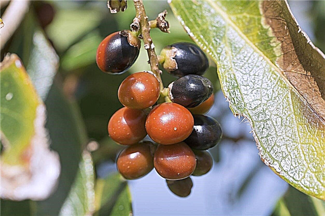 האם Rumberry אכיל - למד על מתכונים ושימושים של Rumberry