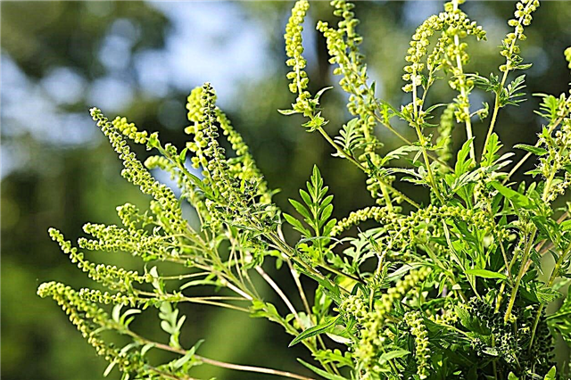 शरद ऋतु गार्डन एलर्जी - आम पौधे जो एलर्जी का कारण बनते हैं