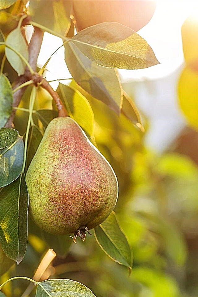 Cuidado de las peras europeas: cómo cultivar peras europeas en casa