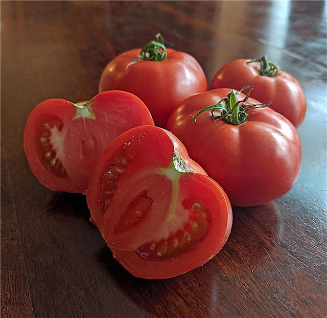 رعاية طماطم حرارية: زراعة نباتات طماطم حرارية
