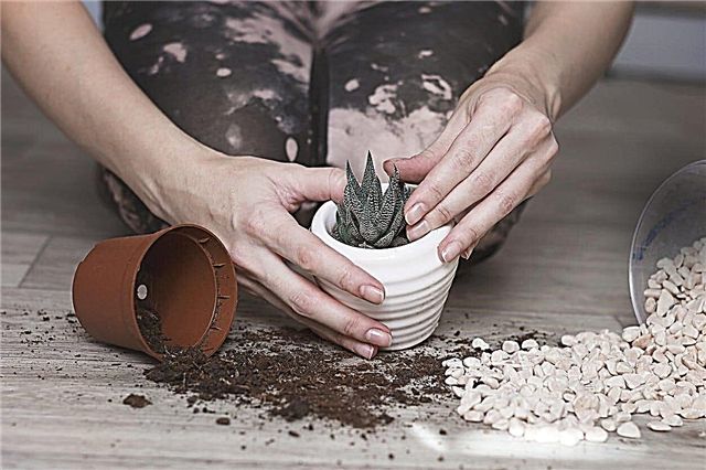 Succulent Potting maaperän reseptit: Kuinka tehdä maalaissekoitus sukulentteihin