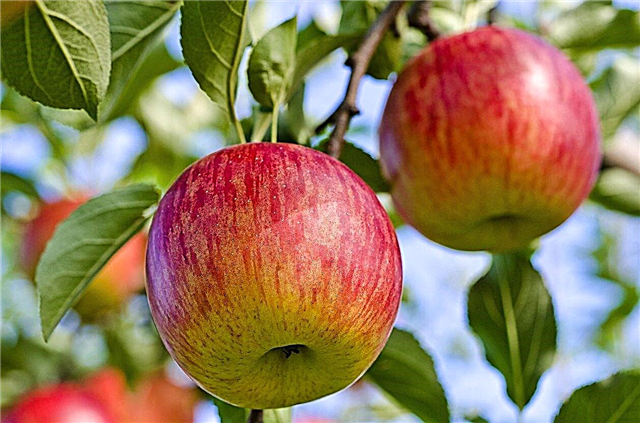 رعاية أشجار التفاح فوجي - كيف تنمو Fujis في المنزل