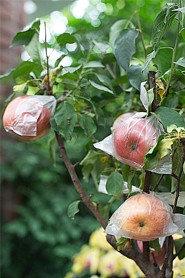Bagging Fruit Trees - Warum während des Anbaus Taschen auf Obst legen?