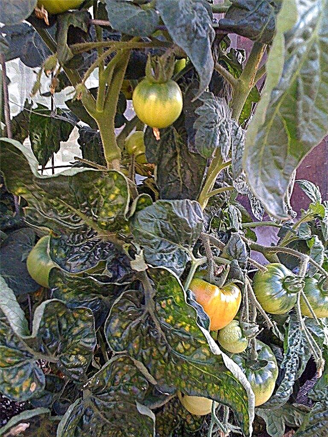 Τι είναι ένα Patio Tomato - Μάθετε πώς να καλλιεργείτε τομάτες Patio