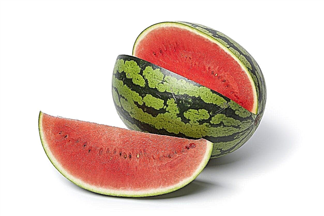Was ist eine purpurrote süße Wassermelone - wachsende purpurrote süße in Gärten