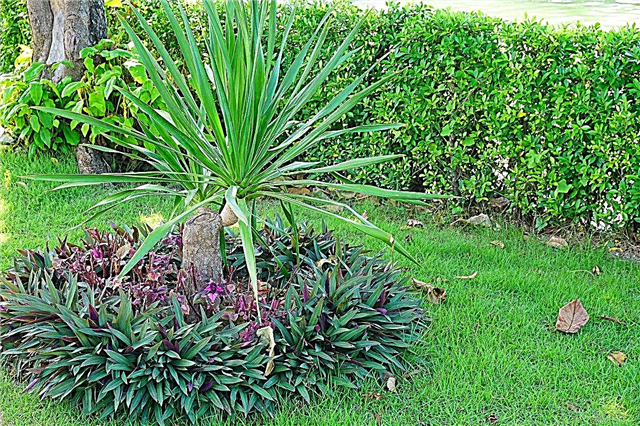 Dracaena in de tuin kweken - kunt u Dracaena buitenshuis planten