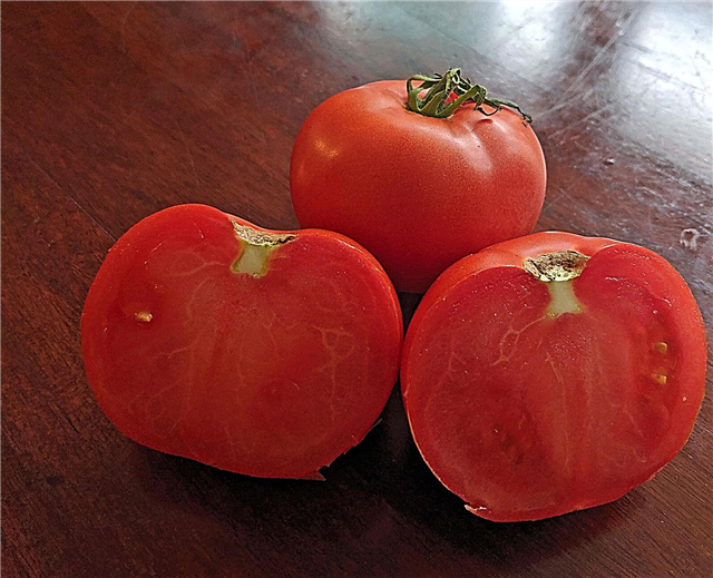 Čempionų pomidorų naudojimas ir dar daugiau - kaip užauginti čempionų pomidorų augalą
