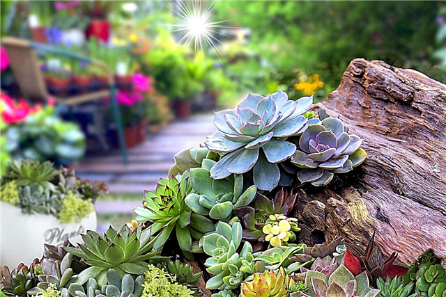 Succulente în grădină - Cum să pregătești solul în aer liber