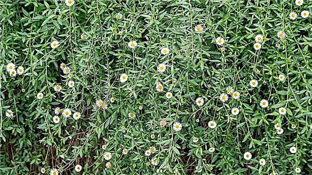 Soins des plantes Heath Aster - Apprenez à cultiver des asters de santé dans les jardins
