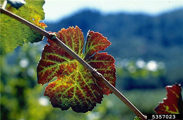 „GVCV“ informacija: kas yra vynuogių venų valymo virusas