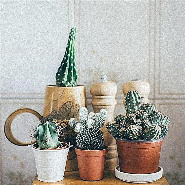 Besoins d'engrais succulents - Conseils pour fertiliser les cactus et les plantes succulentes