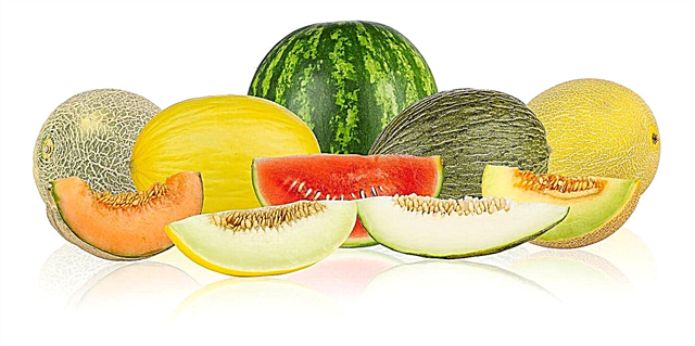 Vyöhykkeen 6 melonit: Melonien valitseminen vyöhykkeen 6 puutarhoille