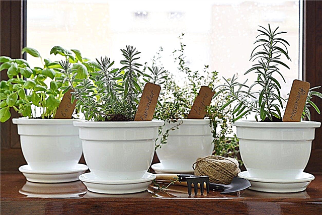 Rooting Grocery Store Herbs - Aprenda acerca de los esquejes de enraizamiento de hierbas de la tienda