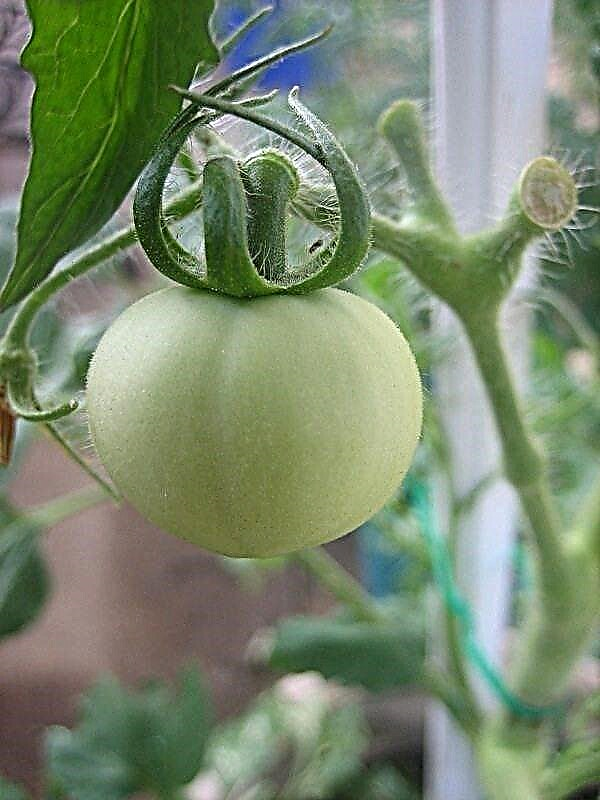エヴァパープルボールケア：エヴァパープルボールトマトを育てる方法