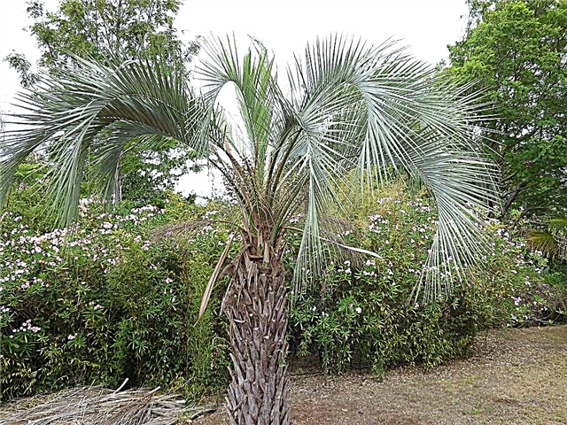 Pindo-palmfrågor: Vanliga problem med Pindo-palmer