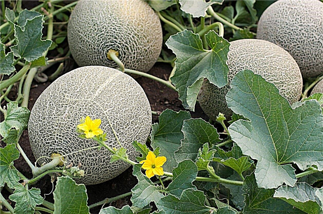 5 zonos melionai - ar galite auginti melionus 5 zonos soduose