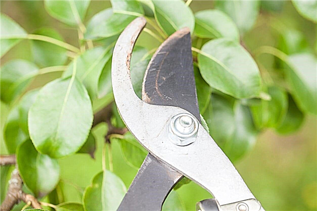 Savjeti za obrezivanje Mayhaw - kada i kako obrezati drveće Mayhaw