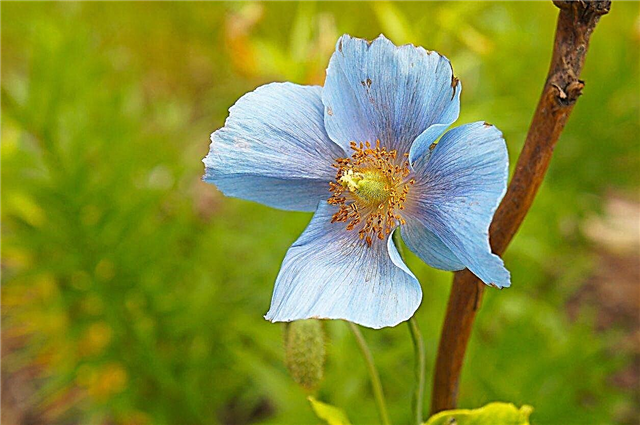 Blue Poppy Info: Tips for dyrking av Himalaya Blue Poppy Plants