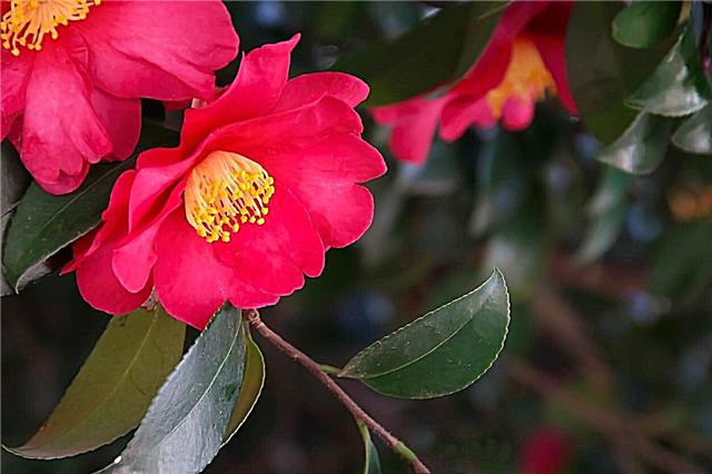 Camellias của tôi giành chiến thắng Bloom Bloom - Mẹo để làm hoa Camellias