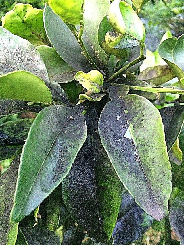 Informacija apie citrusinių vaisių sojų pelėsį: kaip atsikratyti sojų pelėsių ant citrusinių medžių