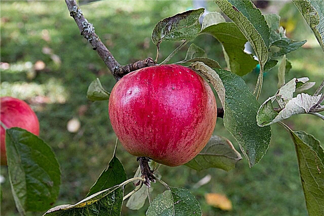 Akane Elmaları Nedir: Akane Elma Bakımı Ve Kullanımları Hakkında Bilgi Edinin