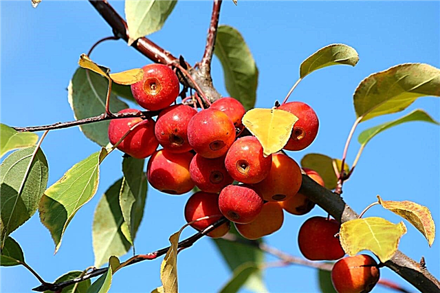 Winesap Apple Tree Care - تعلم كيفية زراعة التفاح Winesap