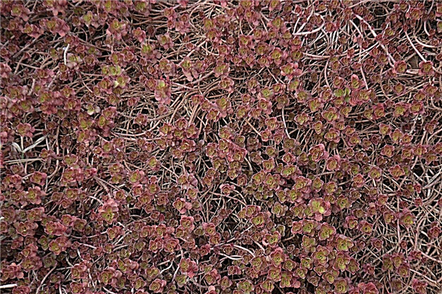 Drachenblut-Steinpflanze: Wie man Drachenblut-Sedum-Pflanzen züchtet