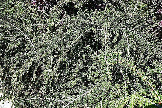 Guia de poda de Cotoneaster - Quando você deve aparar arbustos de Cotoneaster