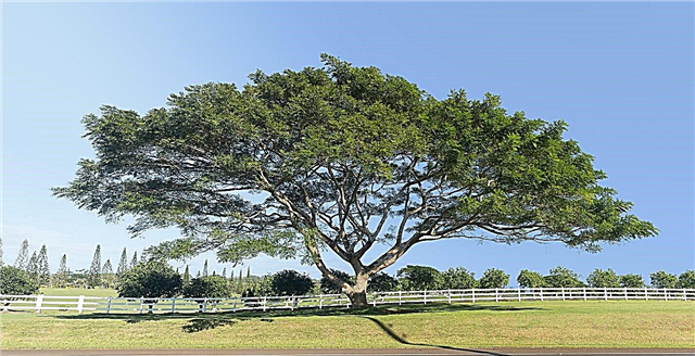 Informations et soins sur Acacia Koa: Où poussent les arbres Acacia Koa