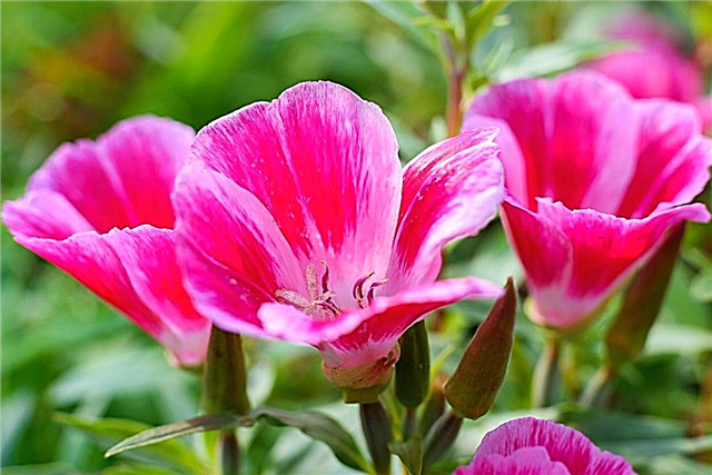Godetia 식물 정보 – 작별 인사 봄 꽃