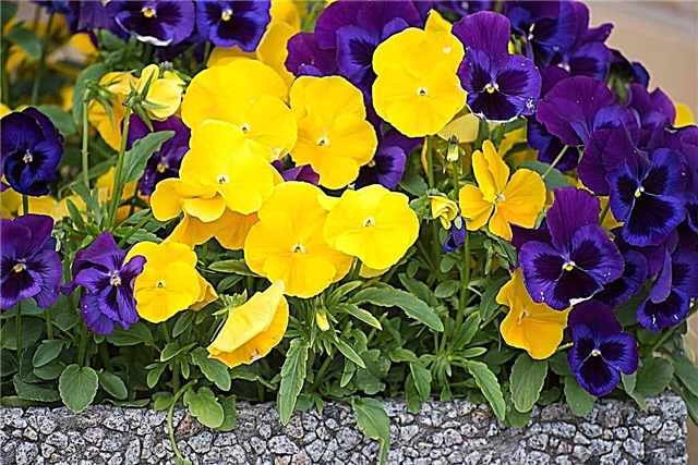 Pansy Bloom Time: When Is Pansy Bloei Seizoen
