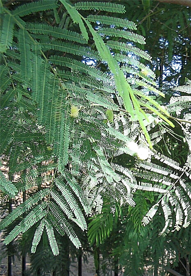 Guajillo Acacia Info - Wskazówki dotyczące uprawy krzewu lub drzewa akacji Texas