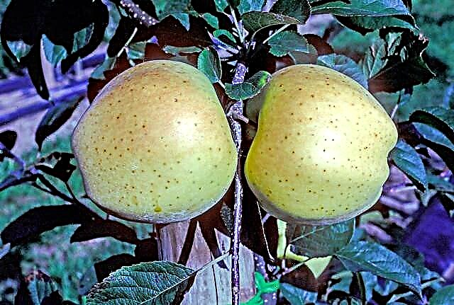 Honeygold Apple Info: Apprenez à cultiver des pommiers Honeygold