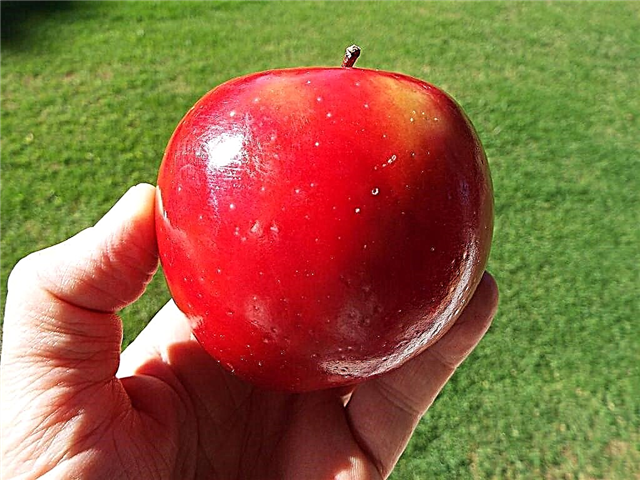 ما هو تفاحة روما الحمراء - نصائح لزراعة التفاح الأحمر في روما