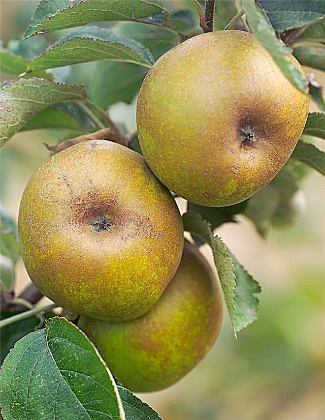 Gojenje jabolčnega jedrca Ashmead: Uporablja se za jabolčna jedra Ashmead