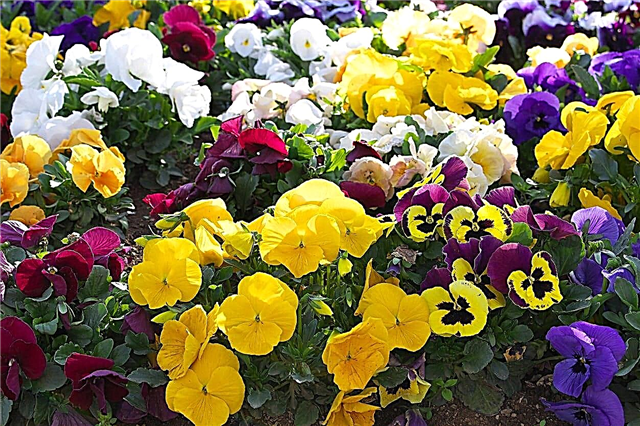 „Pansy“ augalų tipai: įvairių rūšių „Pansy“ gėlių pasirinkimas