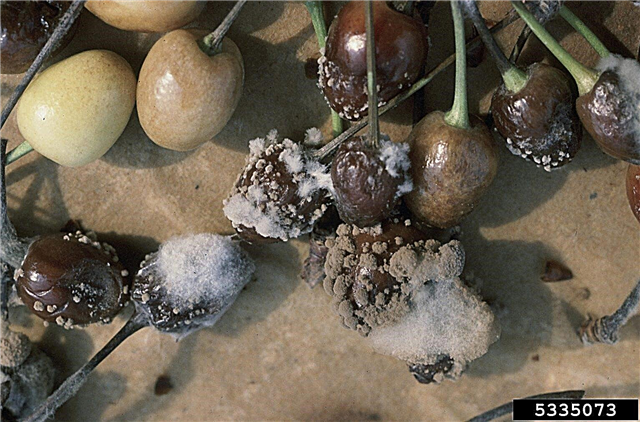Cerejas com podridão marrom: controle dos sintomas da podridão marrom cereja