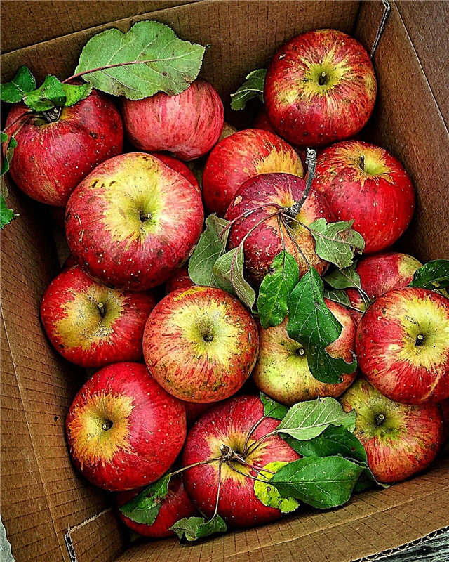 رعاية شجرة نهر وولف - تعرف على ظروف زراعة التفاح في نهر وولف