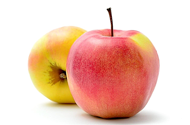 Jonagold Apple Info - كيفية زراعة التفاح Jonagold في المنزل