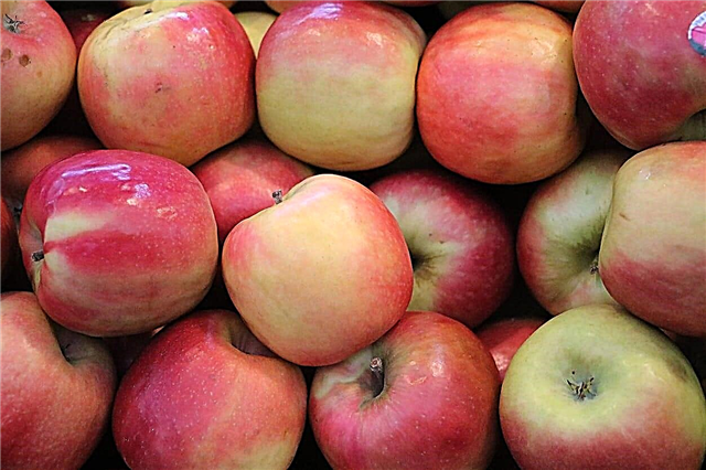 Pink Lady Apple Info - Erfahren Sie, wie Sie einen Pink Lady Apple Tree züchten