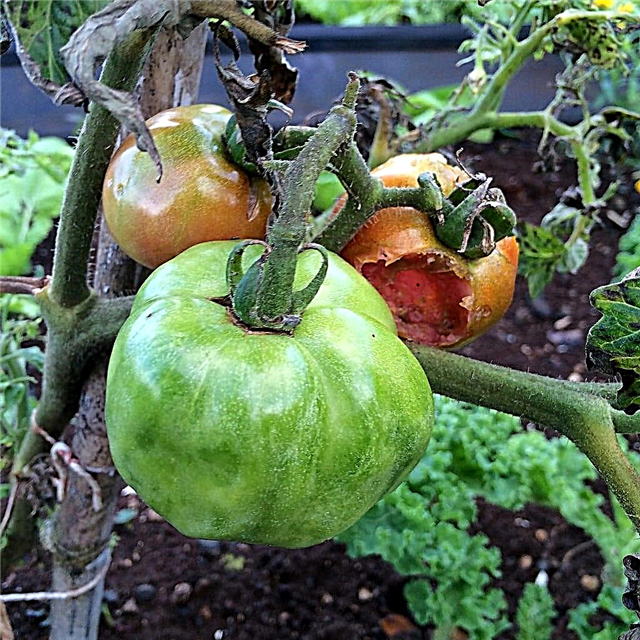 Virus de la flétrissure tachetée de la tomate: traitement des tomates avec le virus de la flétrissure maculée