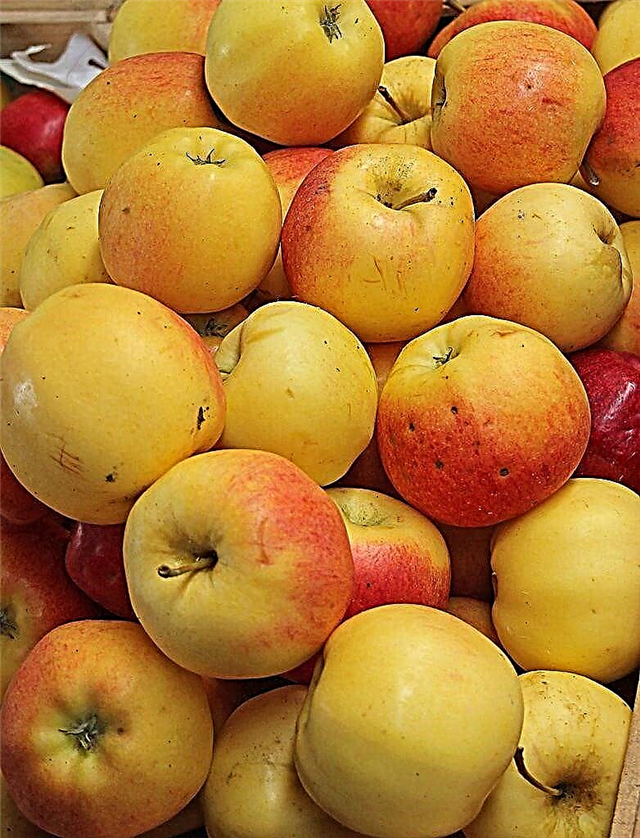 Vad är ett Sansa Apple: Information om Sansa Apple Tree Growing