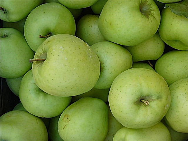 أشجار التفاح بالزنجبيل الذهبية: تعلم كيفية زراعة التفاح الذهبي بالزنجبيل