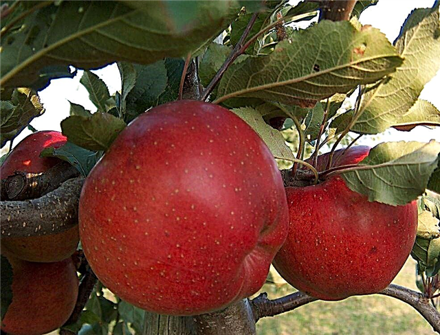 Nega Melrose Apple Tree Care - Naučite se, kako gojiti Melrose Apple Apple